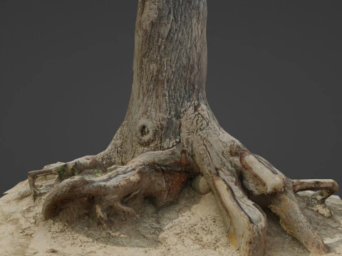 Tree trunk with roots 3D Model