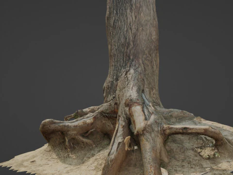 Tree trunk with roots 3D Model