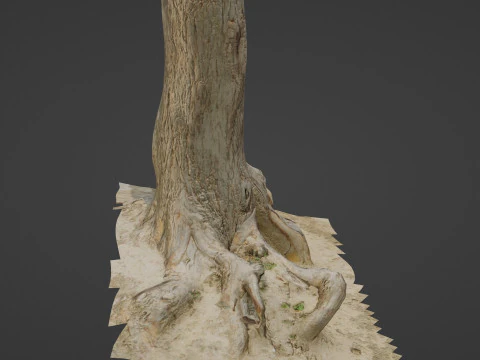 Tree trunk with roots 3D Model