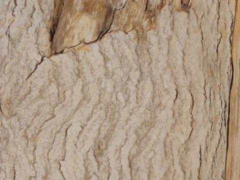 Wooden Log 3D Model