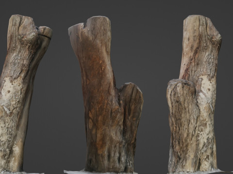 Scanned Trunk 3D Model