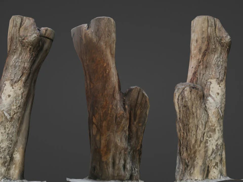 Tronco scansionato Modello 3D