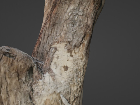 Scanned Trunk 3D Model