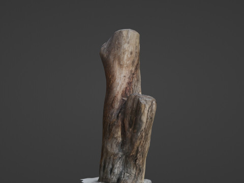 Scanned Trunk 3D Model