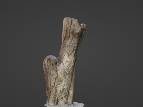 Scanned Trunk 3D Model