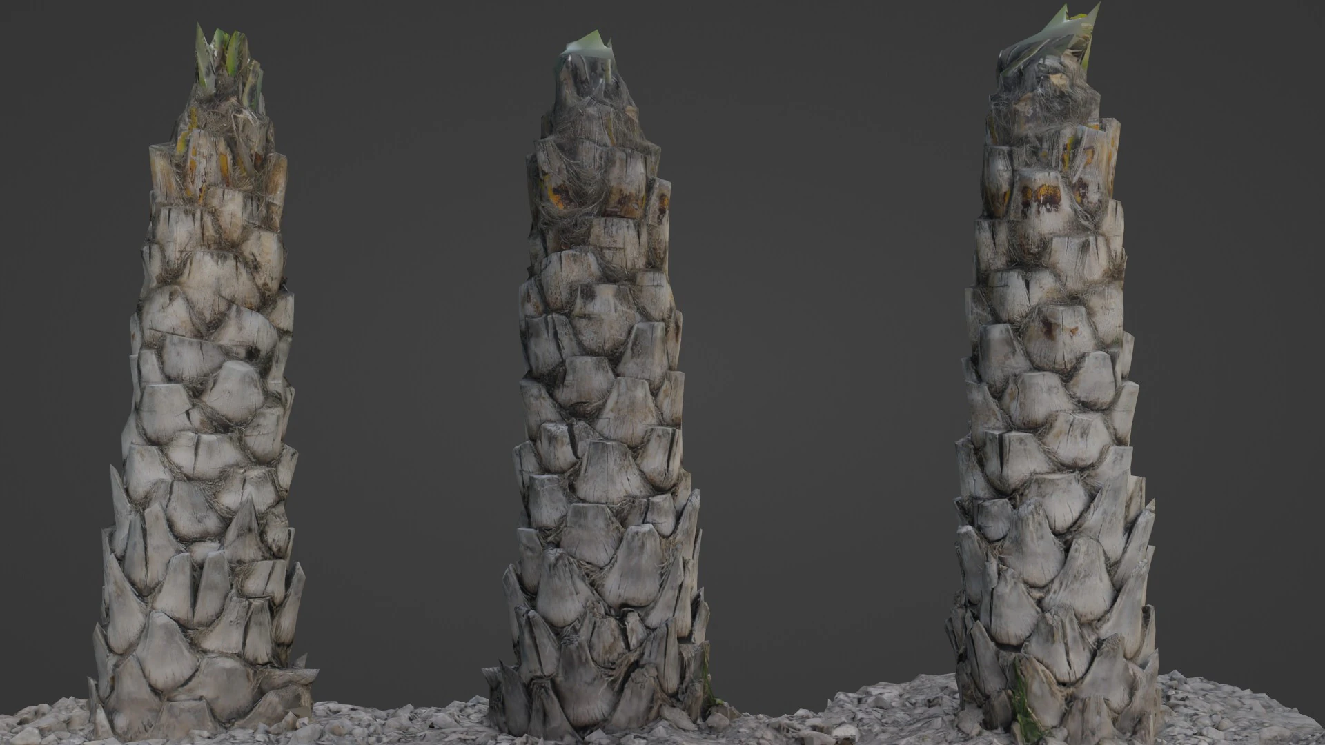 Palm Tree 3D Model .c4d .max .obj .3ds .fbx .stl .blend 