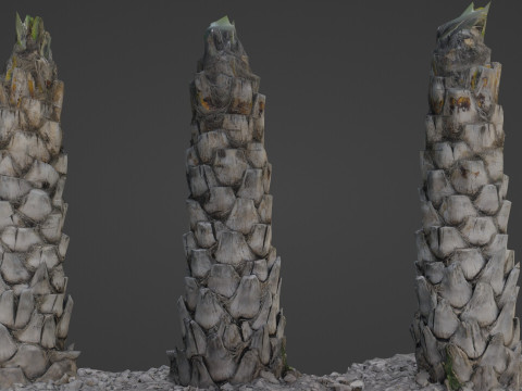 Palm Tree 3D Model