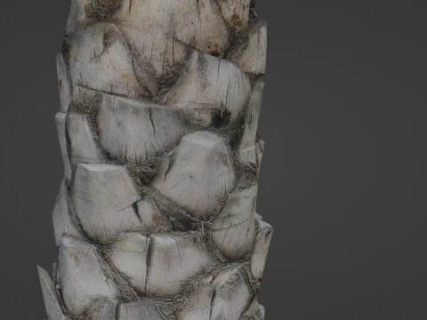 Palm Tree 3D Model