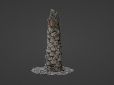 Palm Tree 3D Модель