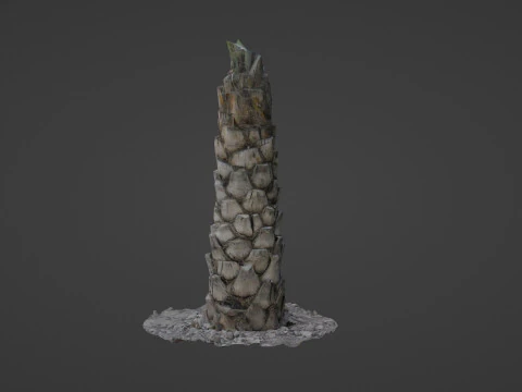Palm Tree 3D Model