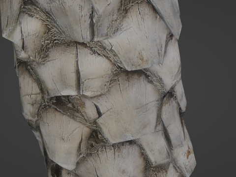 Palm Tree 3D Модель