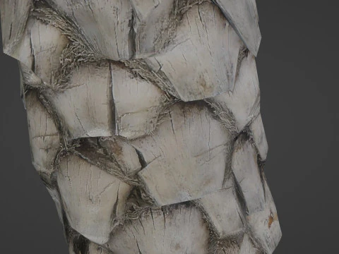 Palm Tree 3D Model