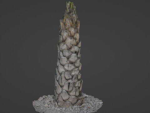 Palm Tree 3D Модель