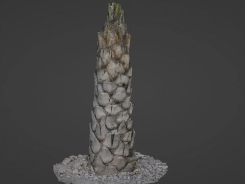 Palm Tree 3D Model