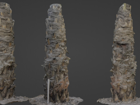 Palm Tree 3D Model
