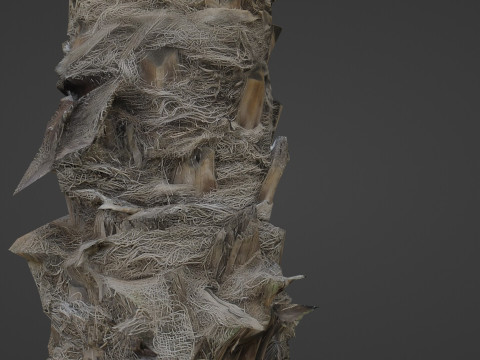 Palm Tree 3D Model