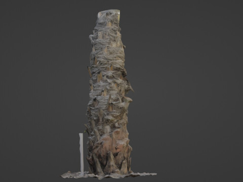 Palm Tree 3D Model