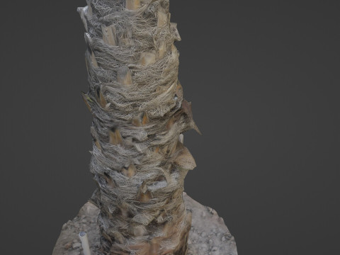 Palm Tree 3D Model