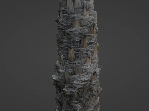 Palm Tree 3D Model