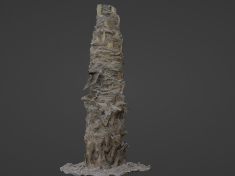 Palm Tree 3D Model