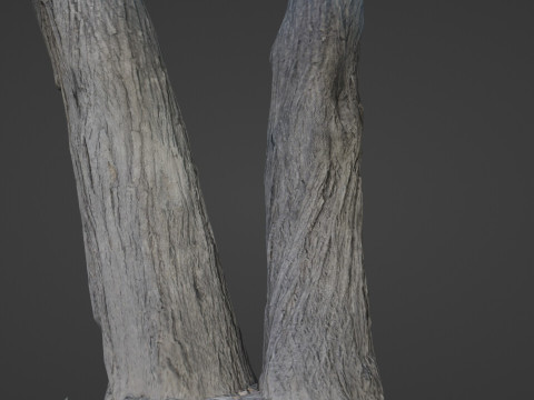 Tree two stems 3D Model