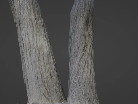 Tree two stems 3D Model