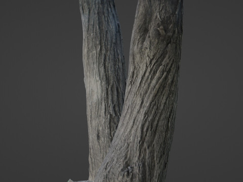 Tree two stems 3D Model