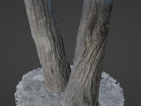 Tree two stems 3D Model