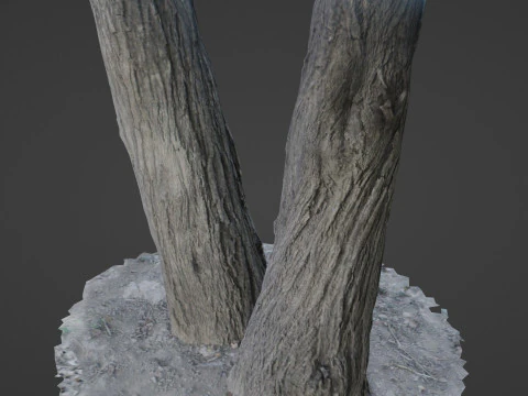 Tree two stems 3D Model