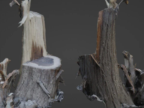 Tronco de &aacute;rvore cortado Modelo 3D