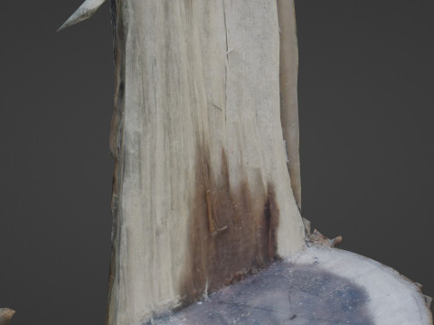 Cutted tree trunk 3D Model