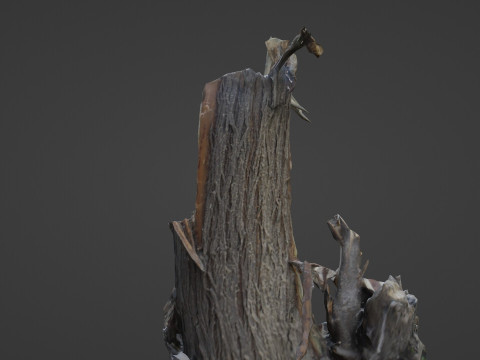 Cutted tree trunk 3D Model