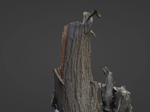 Cutted tree trunk 3D Model