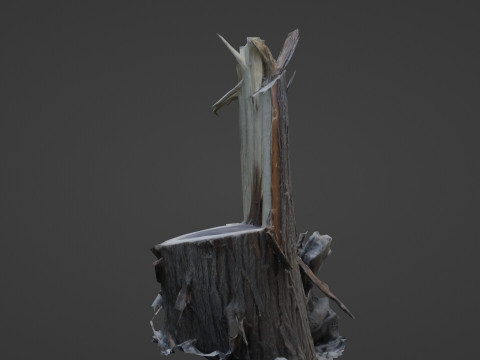 Cutted tree trunk 3D Model