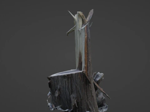 Cutted tree trunk 3D Model