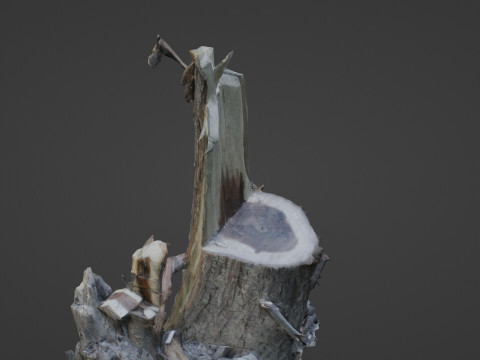 Cutted tree trunk 3D Model
