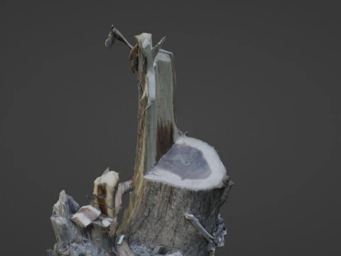Cutted tree trunk 3D Model