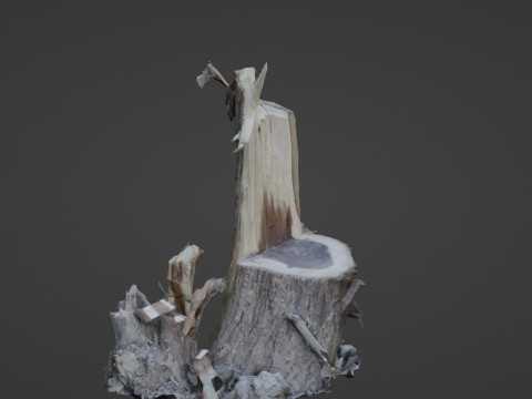 Cutted tree trunk 3D Model