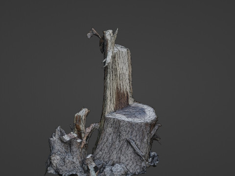 Cutted tree trunk 3D Model