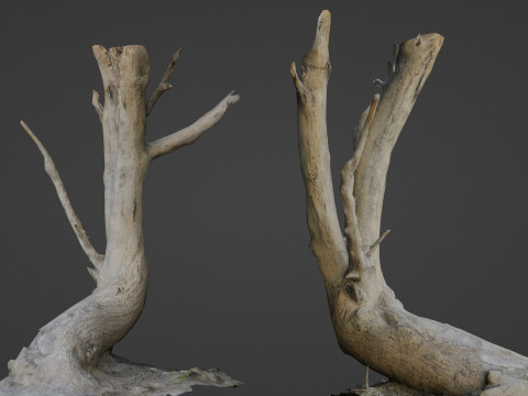 Tilted tree trunk Modelo 3D