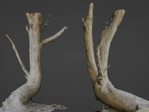 Наклоненный ствол дерева 3D Модель