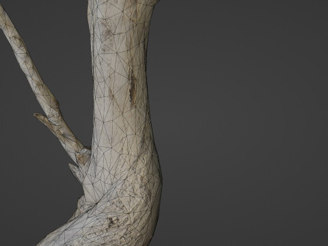 Tilted tree trunk 3D मॉडल