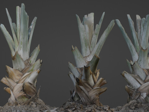 Tree Stem 3D 모델