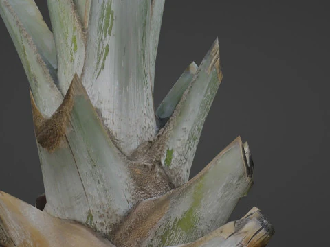 Tree Stem 3D Model