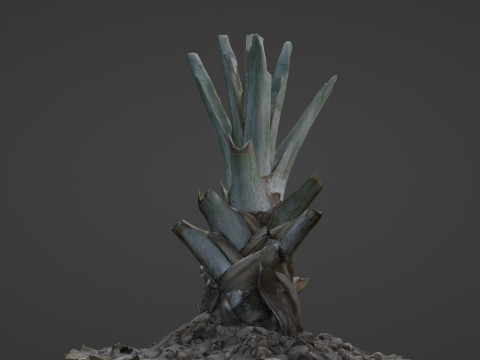 Tree Stem Model 3D