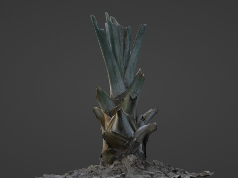 Tree Stem Model 3D