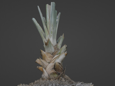 Tree Stem Model 3D