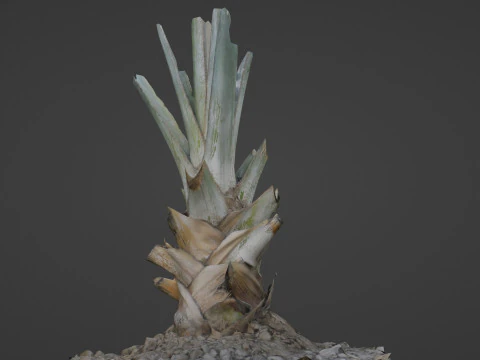 Tree Stem 3D Model