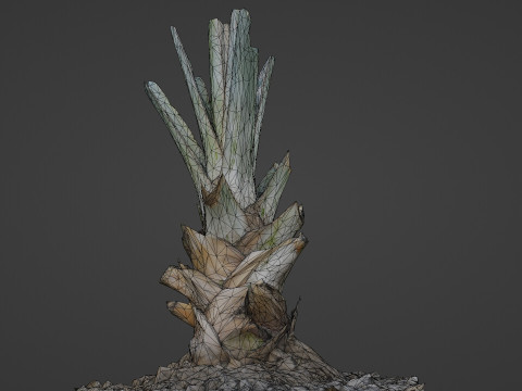 Tree Stem Model 3D