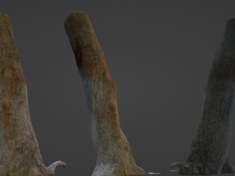Tree Trunk Modelo 3D